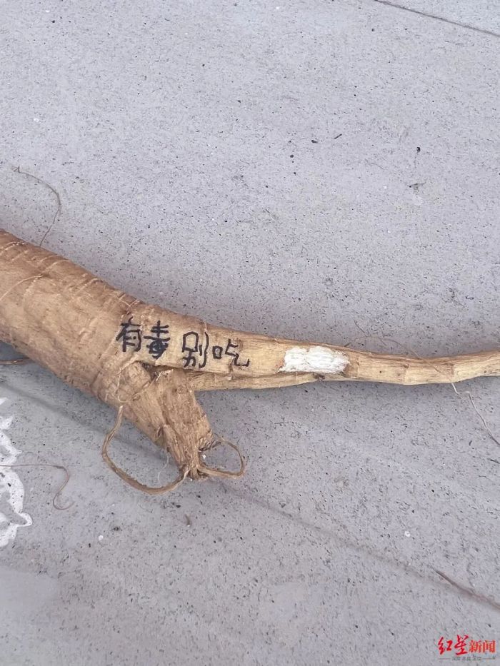 女生误食“人参”后睡了17个小时？严重可致死！疾控紧急提醒