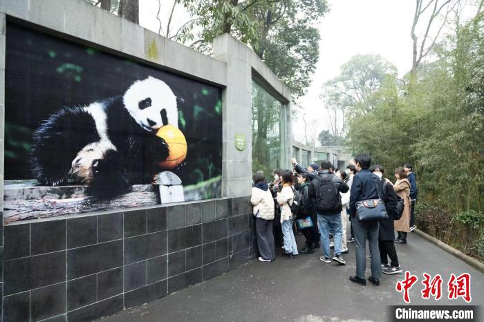 日本大学生中国“探亲”大熊猫：把心留在了四川